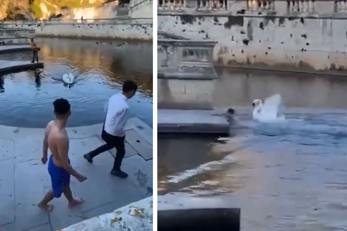 El joven se tiró a nadar en un estanque y el cisne se avalanzó para atacarlo