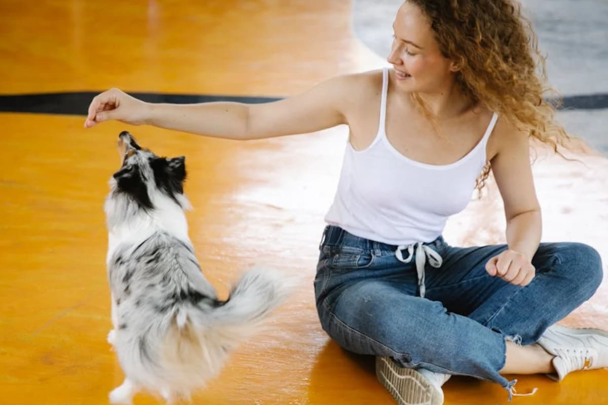 El juego con un perro aporta beneficios tanto al animal como a su dueño (Foto Pexels)