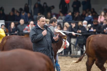 El jurado de la raza Braford, Alejandro Lauret, destacó la fila de los seis toros padres que quedó conformada para el gran campeonato