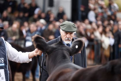 El jurado Néstor Chiaravalli evaluó una a una las mejores hembras de la raza y, antes de anunciar el veredicto, observó la fila finalista