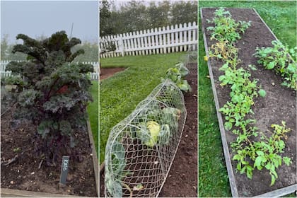 El kale, el repollo y las papas de la huerta de David Beckham