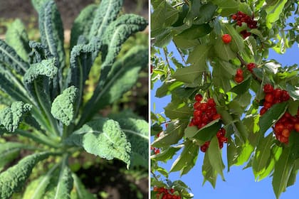 El kale -entre otras muchas hortalizas- y las frutas tienen como destino integrar los platos que ofrecen o las conservas de dulces o chutneys.
