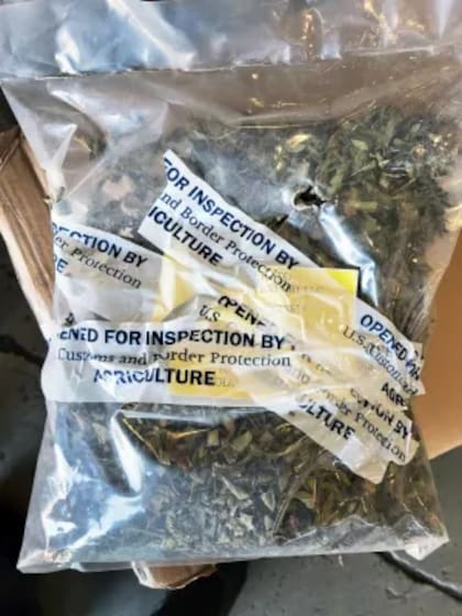El khat interceptado por la CBP tenía un valor estimativo de US$17.000