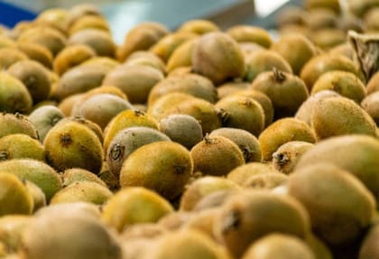 El kiwi que se produce en la costa atlántica es de la variedad Hayward y se caracteriza por sus frutos grandes, de pulpa verde, muy nutritivos y rico en compuestos antioxidantes