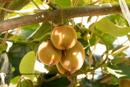 El kiwi tiene muy buenas perspectivas a la hora de exportar