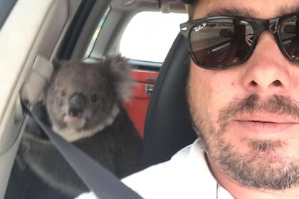 El koala estaba muy cómodo disfrutando del aire acondicionado en el interior del auto y no quería salir