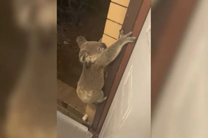 El koala protagonizó una curiosa escena junto a una pareja en Australia