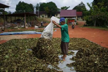 El kratom es originario del sudeste asiático, donde se cultiva y sus hojas son secadas al sol