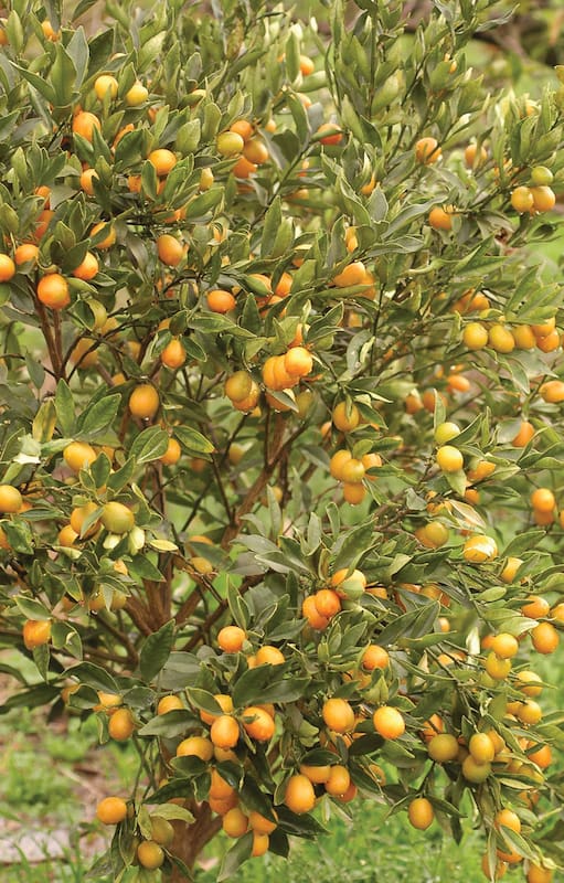El kumquat (Citrus japonica), con su crecimiento mesurado y porte prolijo, es una planta frutal fácil de ubicar en cualquier espacio abierto. Sus frutos se utilizan principalmente para hacer dulces.