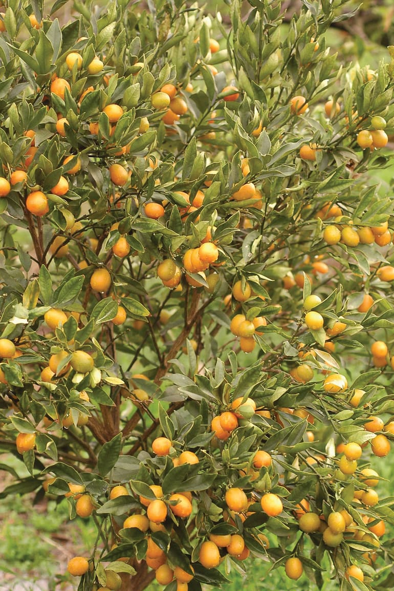 El kumquat (Citrus japonica), con su crecimiento mesurado y porte prolijo, es una planta frutal fácil de ubicar en cualquier espacio abierto. Sus frutos se utilizan principalmente para hacer dulces.