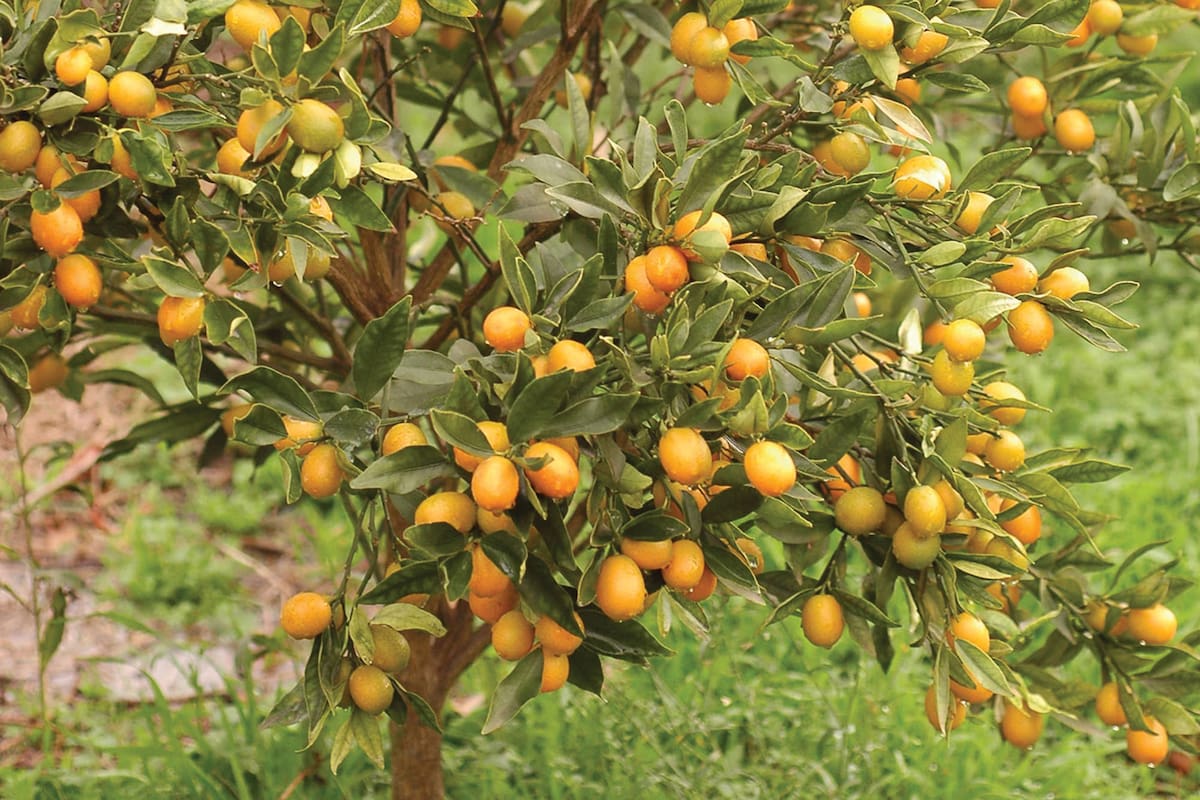 El kumquat (Citrus japonica), con su crecimiento mesurado y porte prolijo, es una planta frutal fácil de ubicar en cualquier espacio abierto. Sus frutos se utilizan principalmente para hacer dulces.