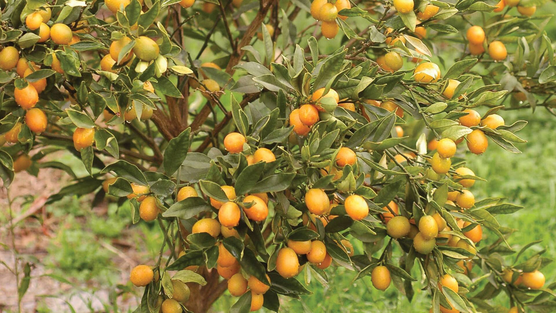 El kumquat (Citrus japonica), con su crecimiento mesurado y porte prolijo, es una planta frutal fácil de ubicar en cualquier espacio abierto. Sus frutos se utilizan principalmente para hacer dulces.