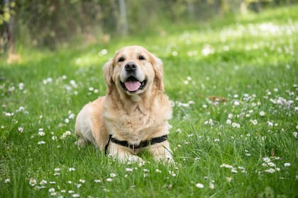 El labrador retriever se posicionó en el lugar número dos de la lista de perros favoritos en EE.UU. durante 2022
