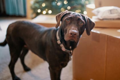 El labrador retriever son ejemplares muy fáciles de adiestrar y cuidadosos con los menores