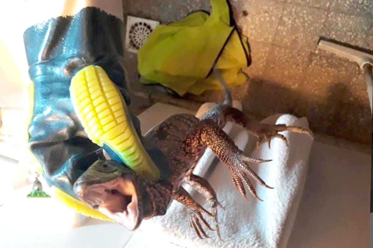 El lagarto colorado puede pesar hasta 10 kilos