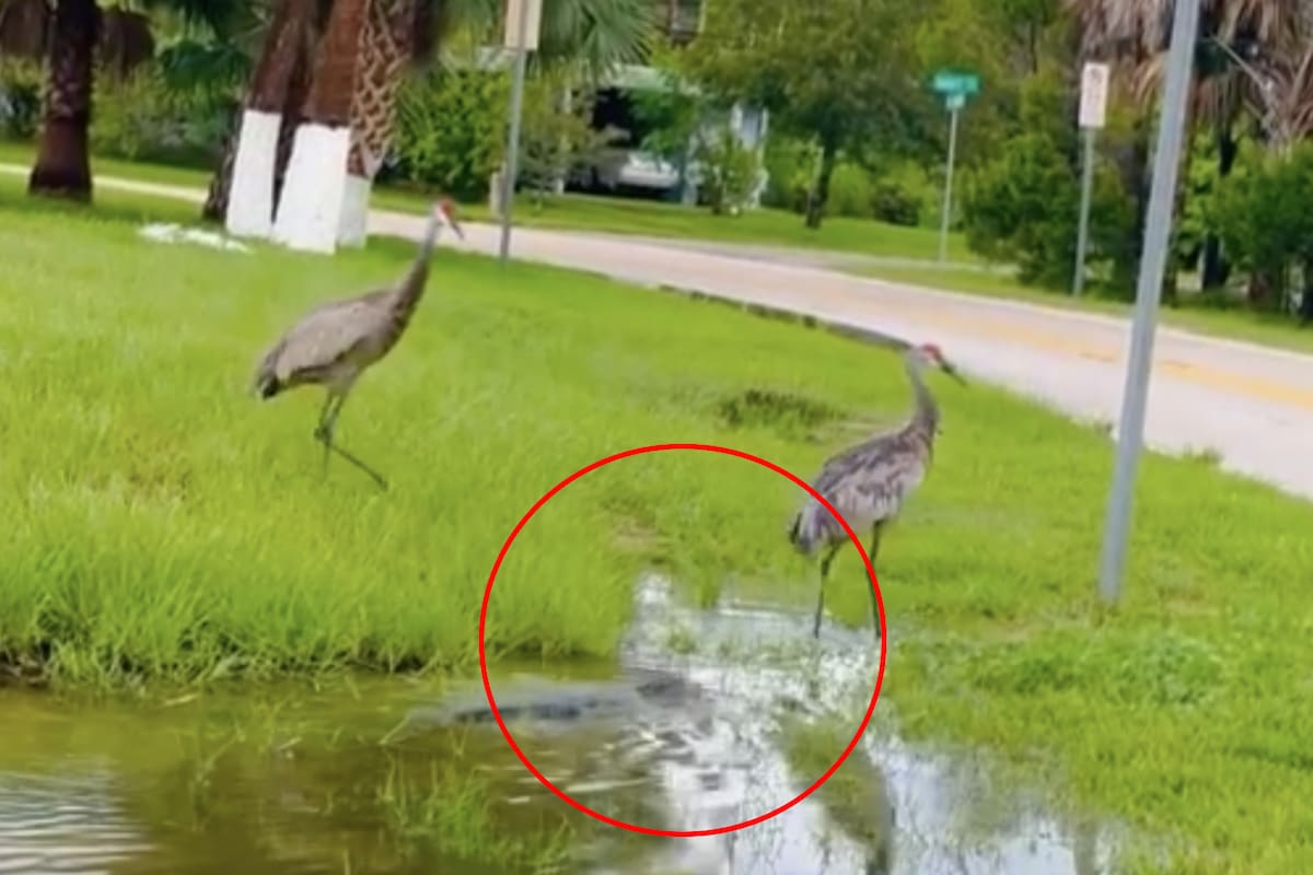 El lagarto estaba debajo del agua y dos grullas lo molestaban