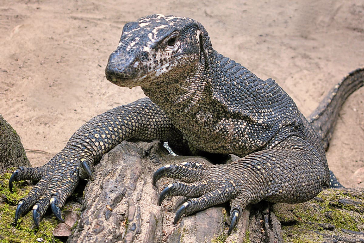 El lagarto ingresó a un supermercado en busca de alimentos