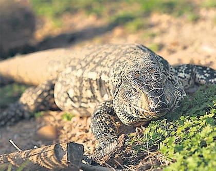 La Comisión de Pesca y Vida Silvestre incluyó al lagarto overo en la lista de reptiles exóticos de alto riesgo