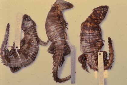 El lagarto que obsesionó a los científicos vive en las tierras altas de Angola