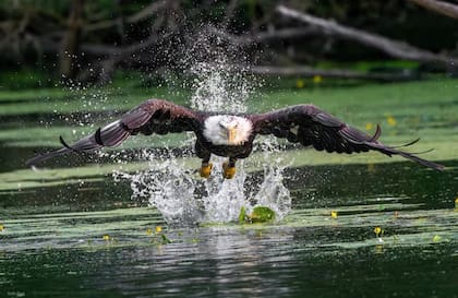 El lago de Prospect Park es uno de los lugares clave de la reserva de Brooklyn
