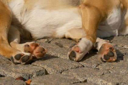 El lamido persistente de las patas puede ser la primera señal de que está ocurriendo algo (Unsplash/engin akyurt)