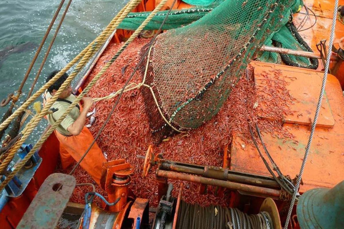 El langostino es el protagonista central de la industria