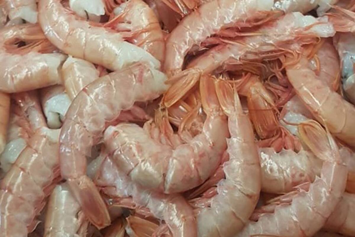 El langostino local podría generar más mano de obra