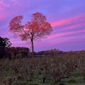 Quisieron tumbar un árbol para plantar yerba y terminó siendo la inspiración para su propia marca