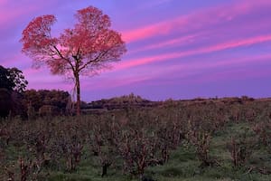 Quisieron tumbar un árbol para plantar yerba y terminó siendo la inspiración para su propia marca