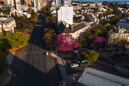 El lapacho es originario del norte argentino y fue traído a Buenos Aires por Carlos Thays