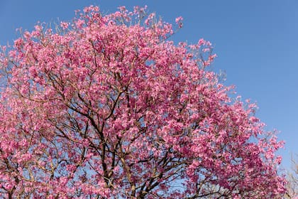 El lapacho rosado no espera al follaje para florecer; primero llega el rosa, después la primavera