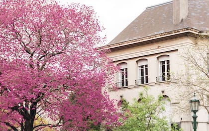 El lapacho rosado, otro de los iconos de belleza natural de Buenos Aires
