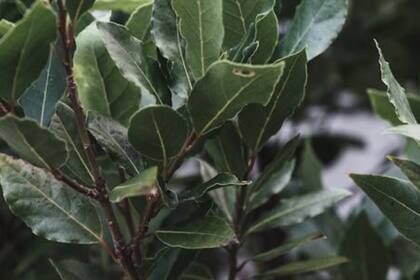 El laurel contiene un fuerte aroma que puede ahuyentar a algunos insectos indeseables (Foto Pexels)