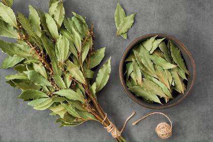 El laurel es esencial para la salud