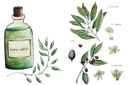 El laurel es una de las aromáticas más utilizadas en la cocina. En el pasado se la usaba para ahuyentar polillas y pulgas.