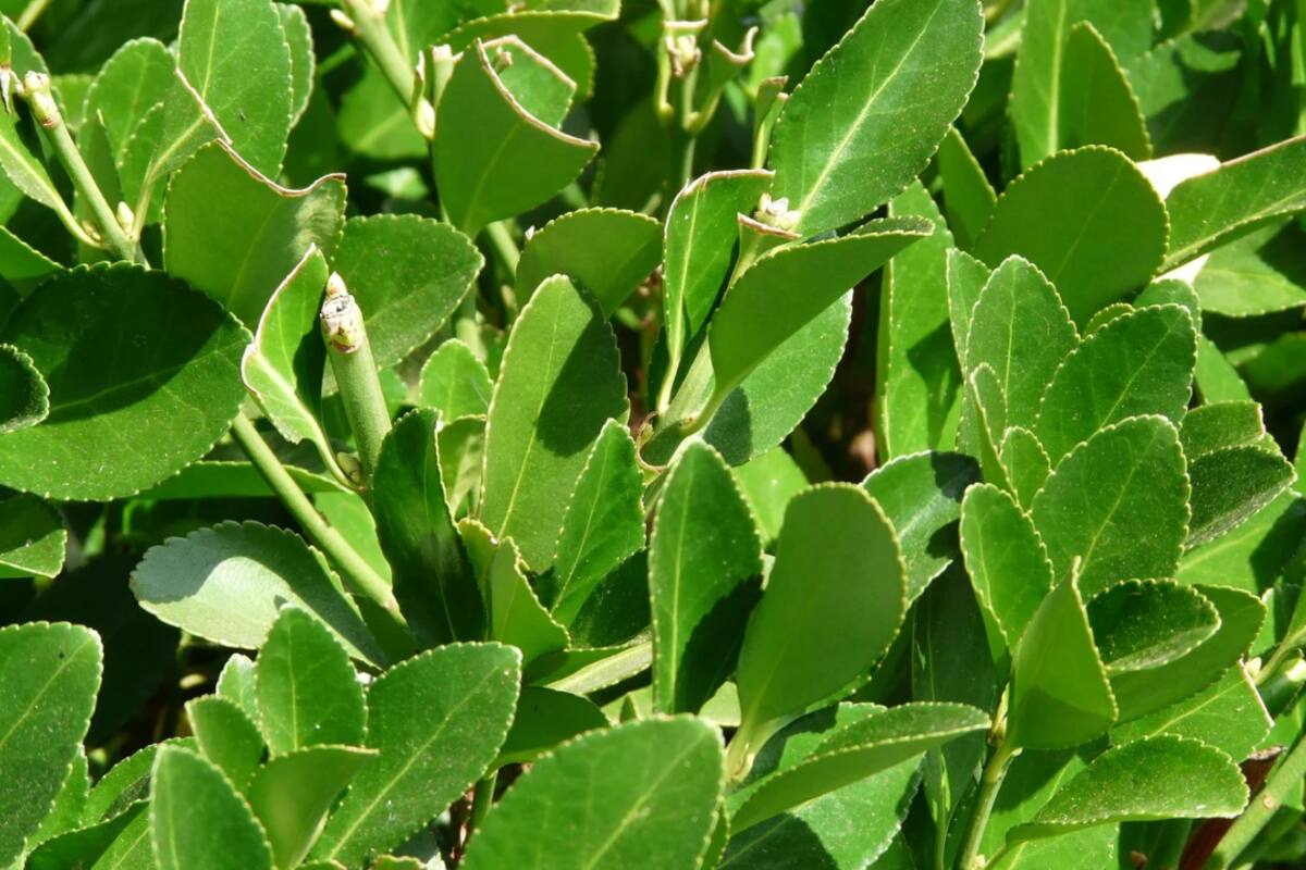 El laurel es una de las plantas más usadas en los rituales del feng shui