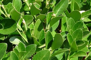 El laurel es una de las plantas más usadas en los rituales del feng shui