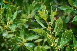 El laurel funciona como un talismán necesario para fomentar el éxito material