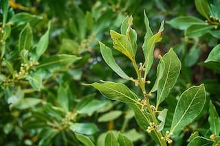 La hoja que tenés que llevar encima para "magnetizar" la abundancia