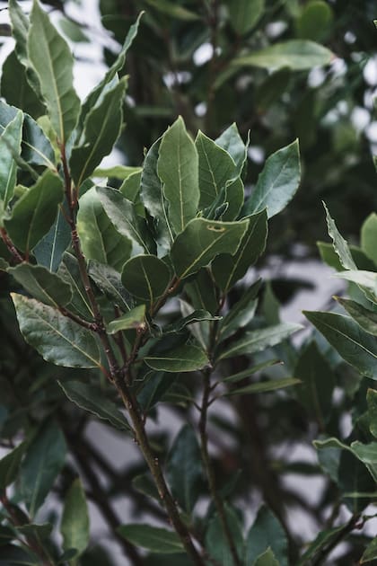 El laurel históricamente se consideró una planta que atrae la abundancia