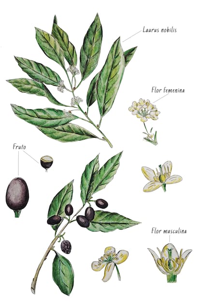 El laurel (Laurus nobilis) ha sido cultivado a lo largo de la historia de la humanidad por su valor ornamental, medicinal y como condimento.