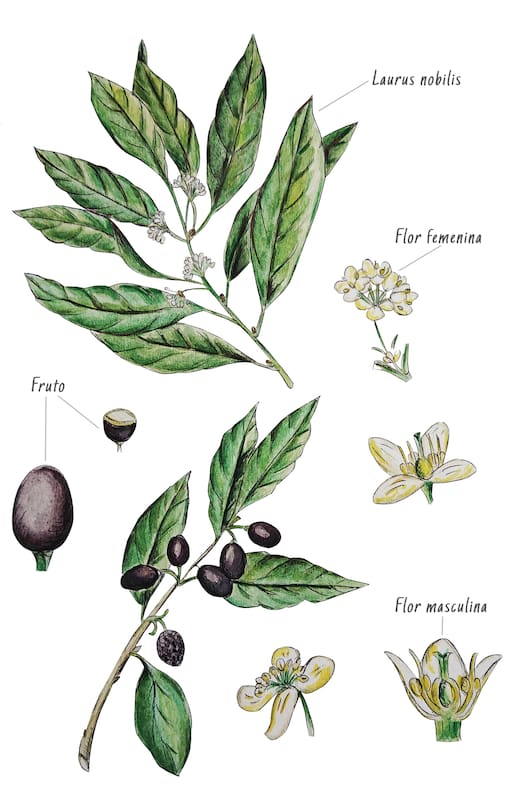 El laurel (Laurus nobilis) ha sido cultivado a lo largo de la historia de la humanidad por su valor ornamental, medicinal y como condimento.