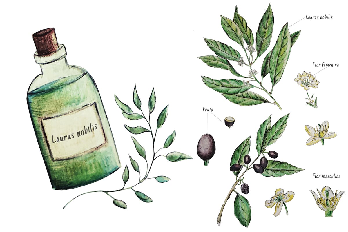 El laurel (Laurus nobilis) ha sido cultivado a lo largo de la historia de la humanidad por su valor ornamental, medicinal y como condimento.