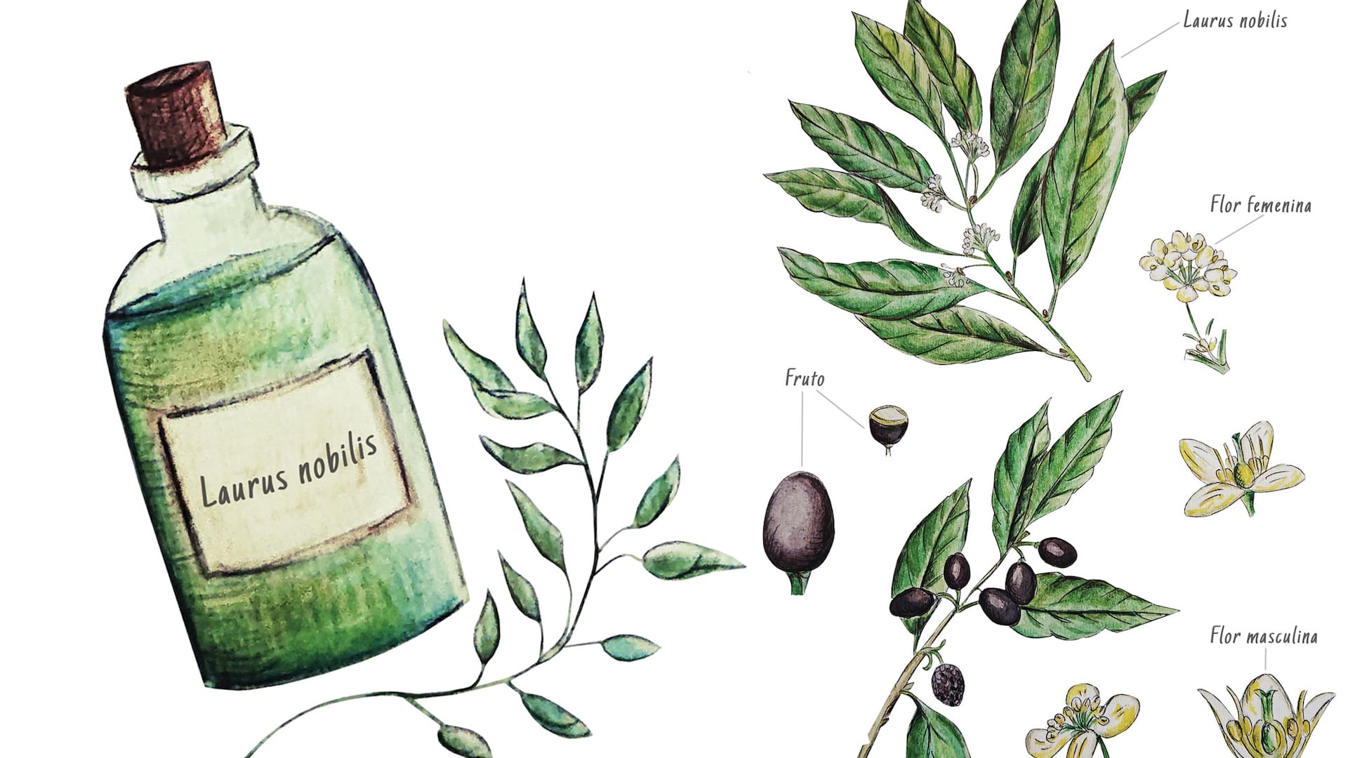 El laurel (Laurus nobilis) ha sido cultivado a lo largo de la historia de la humanidad por su valor ornamental, medicinal y como condimento.