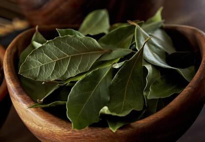 El laurel posee numerosas virtudes medicinales y culinarias, además de las simbólicas que se le atribuyen