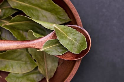 El laurel tiene diversas cualidades que puede aprovechar para aplicarlas en su casa (Foto: pexels)