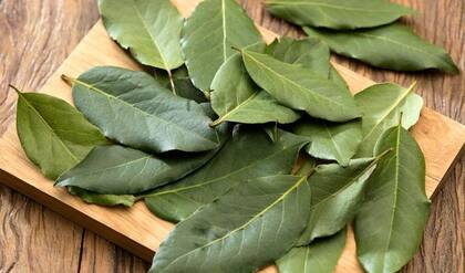 El laurel tiene muchos usos en lo esotérico, como el de ahuyentar la mala suerte