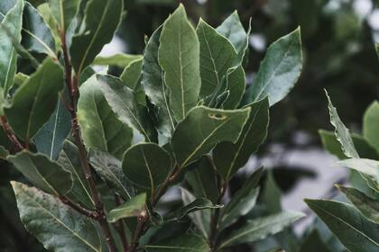 El laurel tiene múltiples usos para los hogares