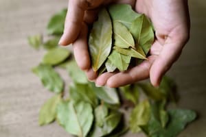 El laurel y un significado especial que viene de la Antigua Grecia (Foto: Pixabay)