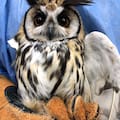 Tiene ojos amarillos, “orejas” de plumas y apareció herida en plena Ciudad